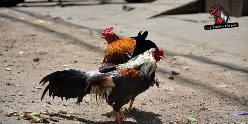 Bệnh Hen Ở Gà | Nguyên Nhân Và Các Triệu Chứng Điển Hình