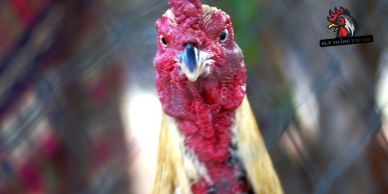 Biện pháp giúp hạn chế tình huống chiến kê bị đỏ mắt