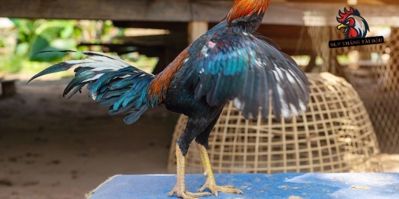 Biểu hiện rõ rệt khi gà chạy kiệu