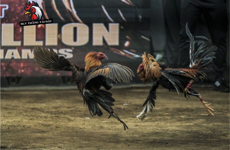 BLV đá gà tự hào truyền tải thông tin nhanh về toàn bộ diễn biến trận đấu