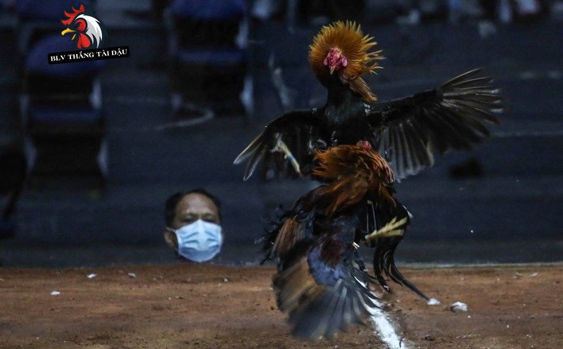 Các sản phẩm và dịch vụ tại BLV Thắng Tài Dậu