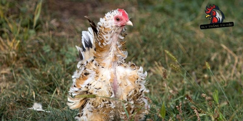 Các dấu hiệu gà sắp vào thời kỳ thay lông