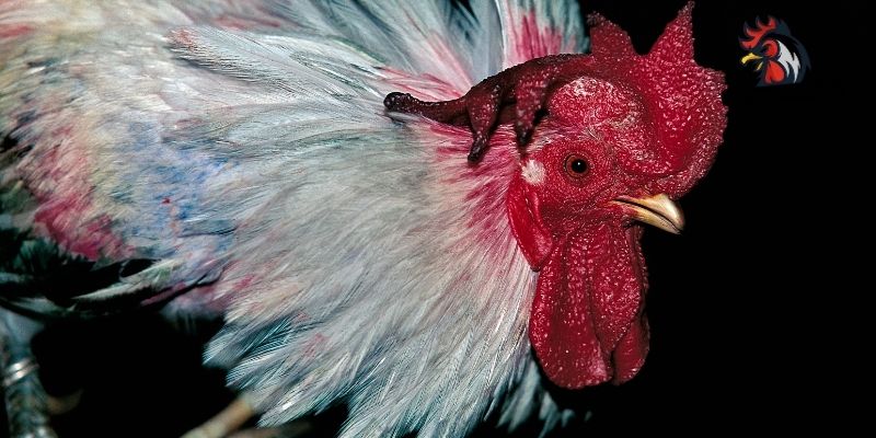 Cách chữa gà bị mù mắt theo chế độ dinh dưỡng