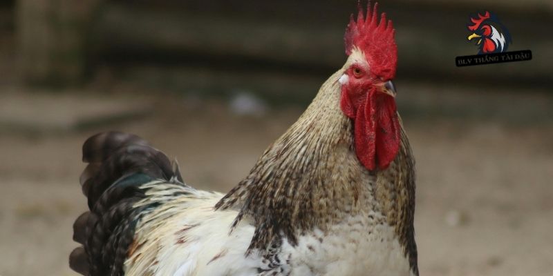 Cách Chữa Gà Bị Đá Mù Mắt | Sơ Cứu Khẩn Cấp Và Điều Trị