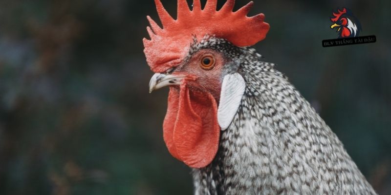 Cách điều trị gà đá bị lác hồi phục nhanh