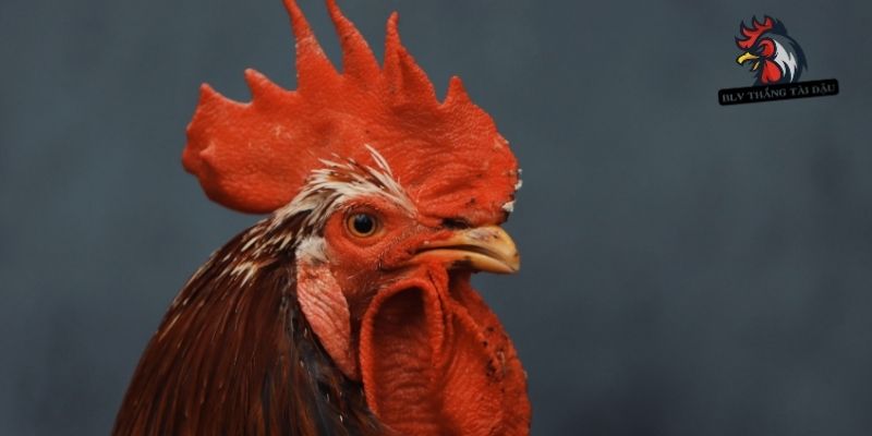 Cách Điều Trị Gà Đá Bị Lác Ổn Định Thị Giác Trong Trận