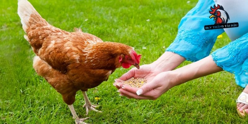 Cách huấn luyện đá gà kết hợp dinh dưỡng và nghỉ ngơi