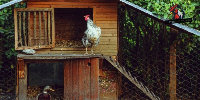 Cách Làm Chuồng Bay Cho Gà Đá – Thông Tin Từ Sư Kê Lâu Năm