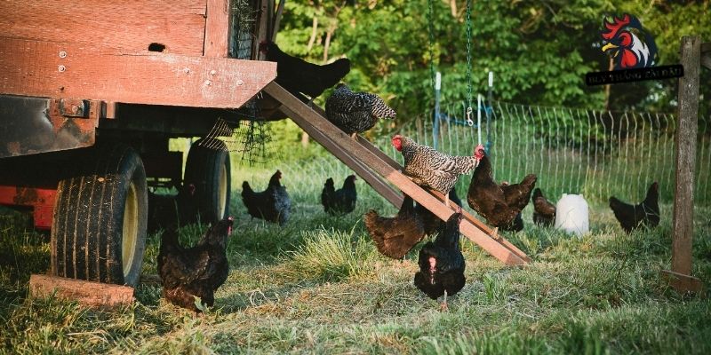 Cách làm chuồng nuôi gà đá có tách ngăn ăn