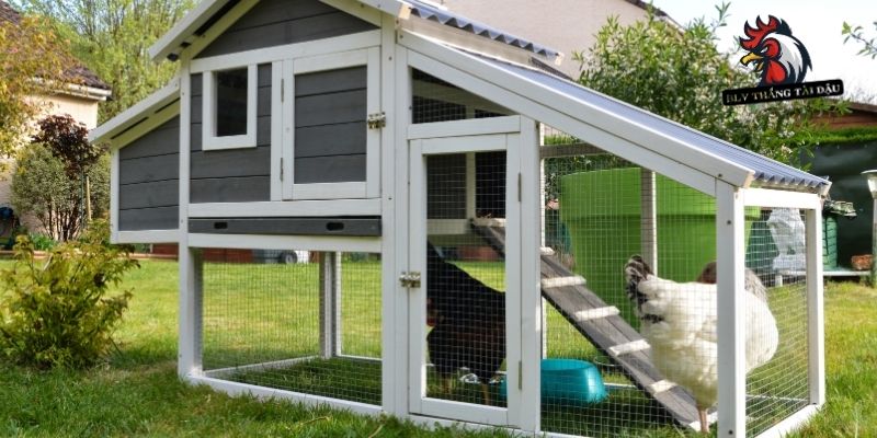 Cách Làm Chuồng Nuôi Gà Đá - Hướng Dẫn Chi Tiết Cho Hội Viên
