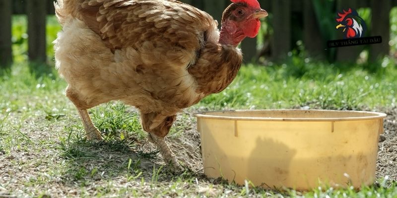 Cách Làm Nước Rửa Cho Gà Chọi – Hướng Dẫn Chi Tiết