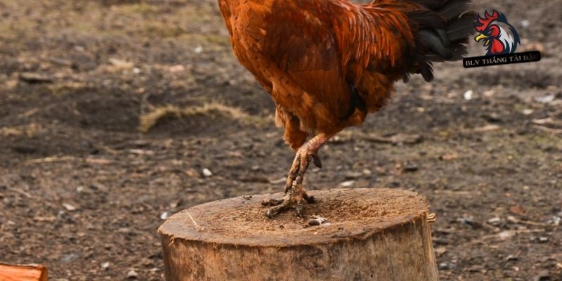 Cách mài cựa gà đá tốt khi chọn thời điểm