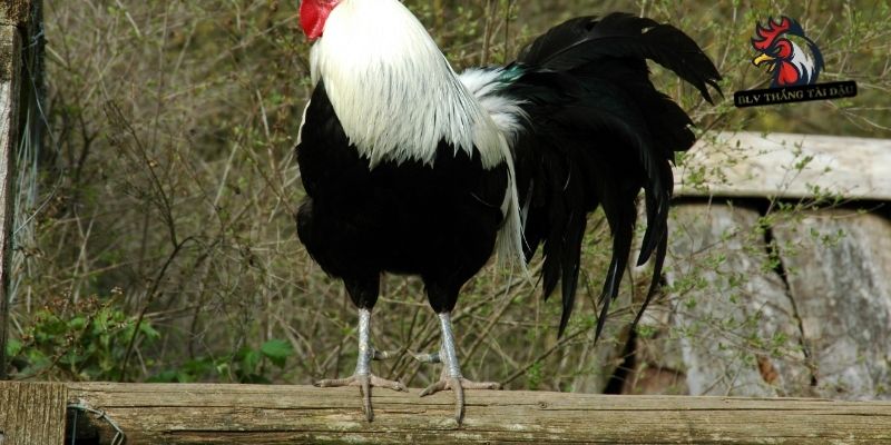 Cách Nuôi Gà Đá Chân Mạnh Chuẩn Thực Chiến Cho Sư Kê