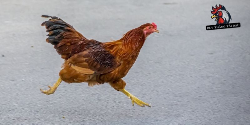 Cách nuôi gà đá mau mập không nên ép gà tập