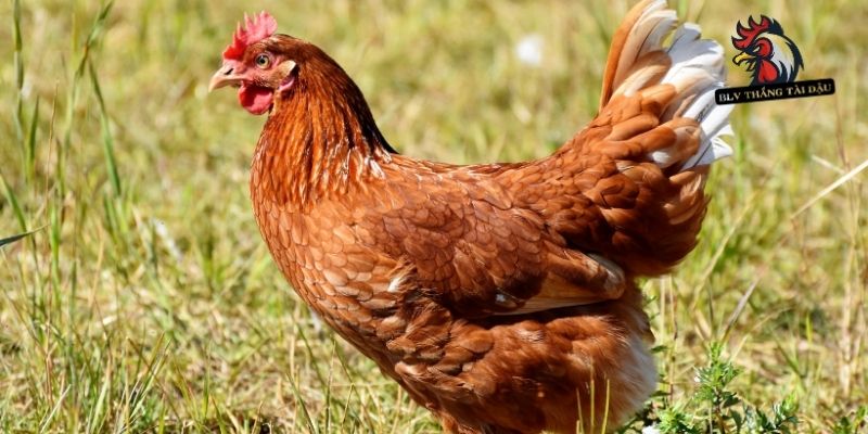 Cách Nuôi Gà Đá Mau Mập - Bí Quyết Nuôi Chiến Kê Đỉnh Cao