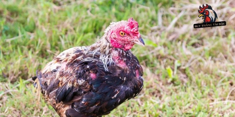 Cách trị gà đá bị khò khè theo phác đồ