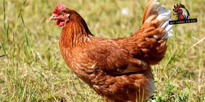 Cách Trị Gà Đá Bị Khò Khè Triệt Để Và Phương Phục Hồi Hiệu Quả