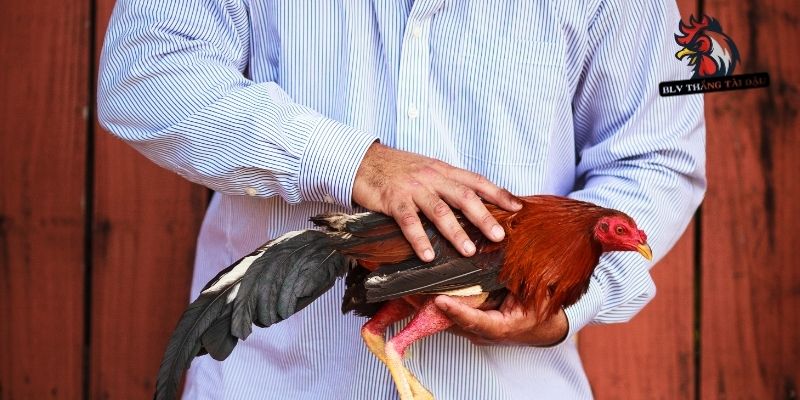Cách vào nghệ cho gà đá cực chuẩn từ sư kê lâu năm
