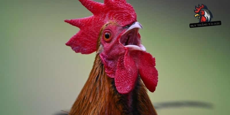 Cách vệ sinh mắt cho chiến kê