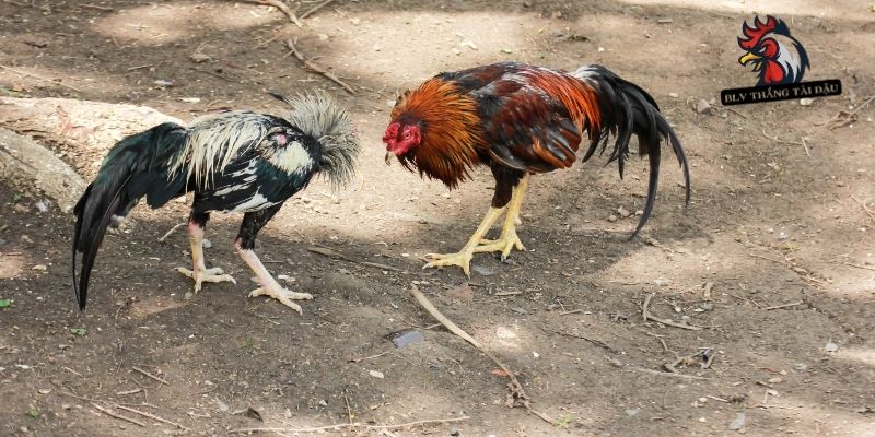 Cần chuẩn bị dụng cụ cẩn thận dụng cụ