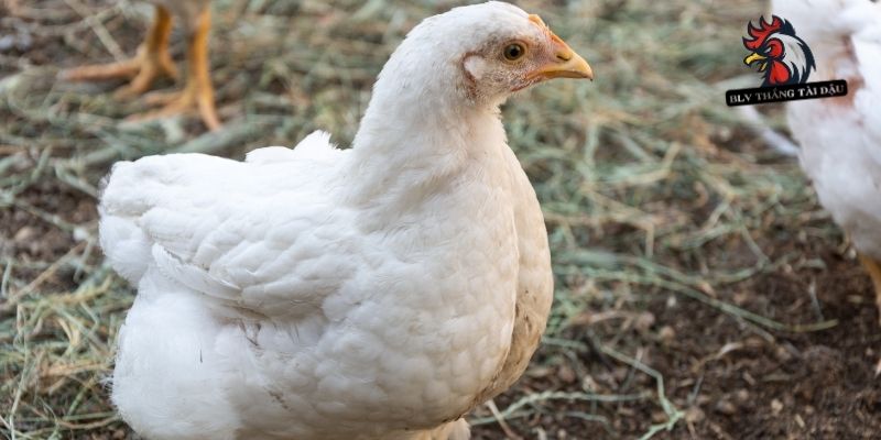 Chăm sóc chiến kê có dấu hiệu bị khò khè nhanh chóng