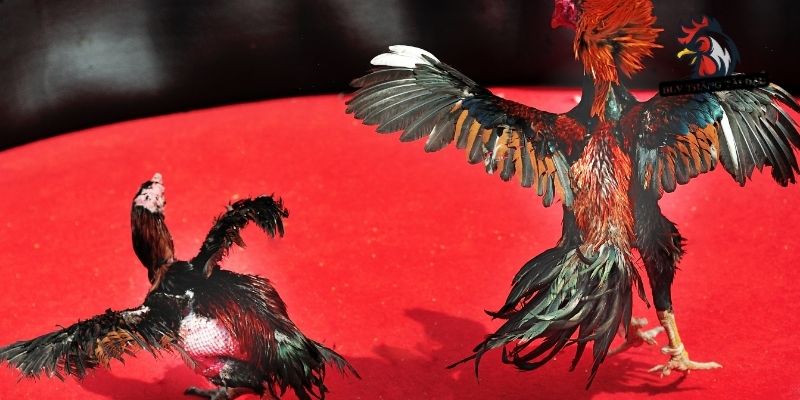 Chăm sóc chiến kê sau khi vào nghệ