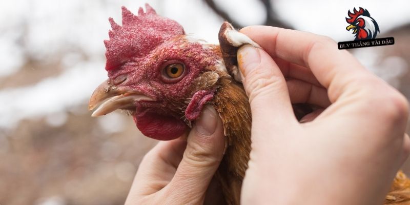 Chỉ dẫn cách phục hồi chấn thương cho gà đá bị gãy chân