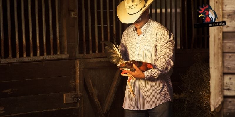 Cho Gà Đá Ăn Đêm – Kinh Nghiệm Từ BLV Thắng Tài Dậu