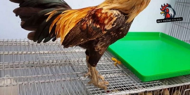 Chọn Màu Chân Gà Đá – Kinh Nghiệm Từ BLV Thắng Tài Dậu