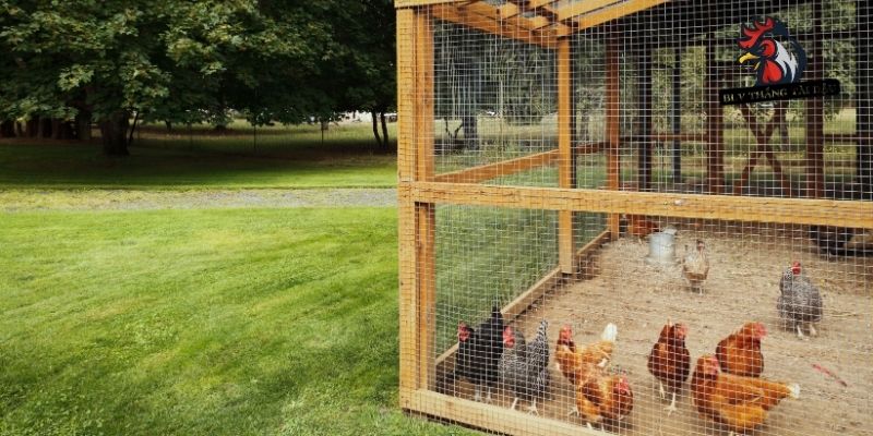 Chuẩn bị đúng cách trước khi làm chuồng gà