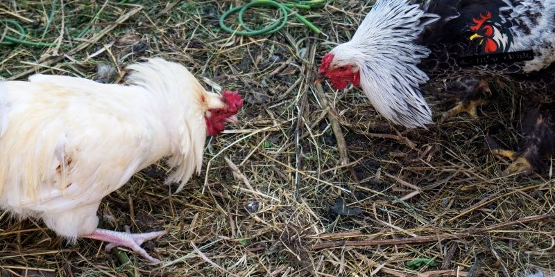 Chuẩn bị nguyên liệu để vào nghệ cho gà đá