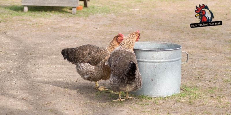 Chuẩn bị vật liệu cần thiết trước khi pha nước