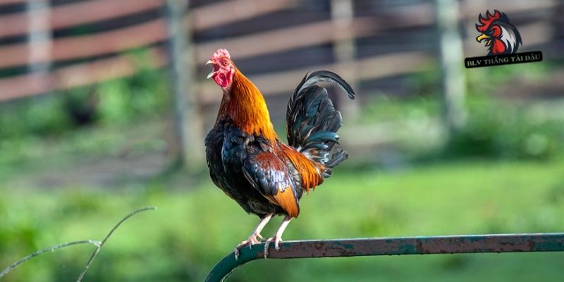 Có Nên Cắt Mồng Gà Đá Không – Kinh Nghiệm Từ Dân Chuyên