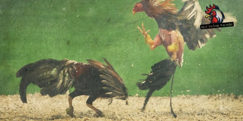 Đá Gà Bị Té Gió - Góc Nhìn Chuyên Sâu Cho Dân Chọi Kê