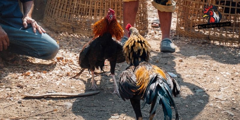 Đánh giá chấn thương để chữa mù mắt ở gà