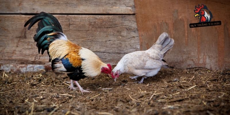 Điều chỉnh gà đá theo liều lượng cá nhân