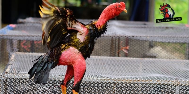 Điều chỉnh lực mài giúp cựa gà sắc bén, an toàn