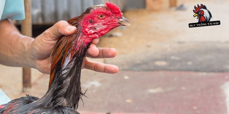 Dụng cụ huấn luyện gà đá tăng kỹ năng ra đòn