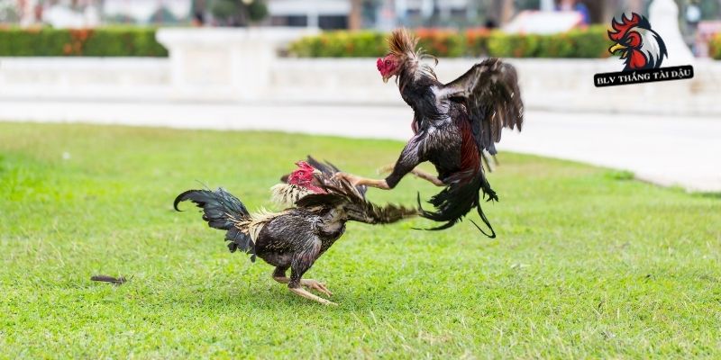 Gà Cắt Cựa Bao Lâu Thì Đá Được An Toàn Và Hiệu Quả?