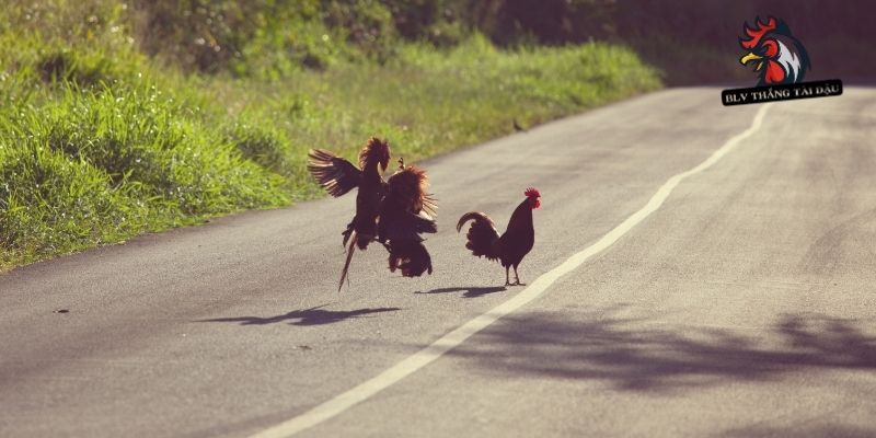 Gà Chạy Kiệu | Nguyên Nhân Và Các Phương Pháp Khắc Phục Tật Hiệu Quả