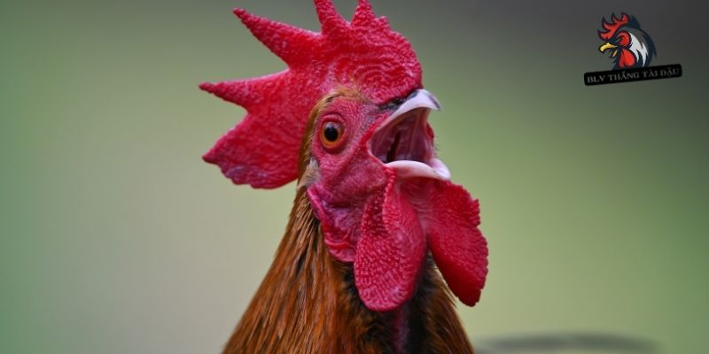 Gà Đá Bị Đỏ Mắt | Hướng Dẫn Chẩn Đoán, Điều Trị Toàn Diện