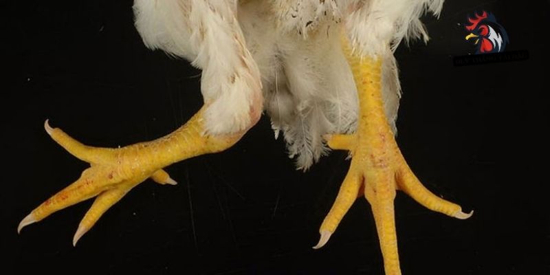 GÀ ĐÁ BỊ GÃY CHÂN | Hướng Dẫn Sơ Cứu Và Điều Trị Đúng Cách