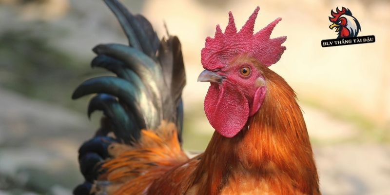 Gà Đá Bị Sưng Mắt | Nguyên Nhân, Cách Điều Trị Hiệu Quả