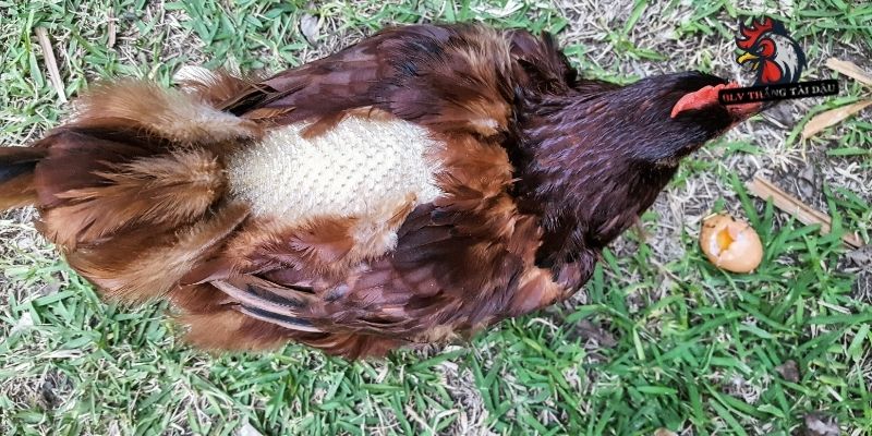 Gà đá thay lông bao lâu và dấu hiệu kết thúc