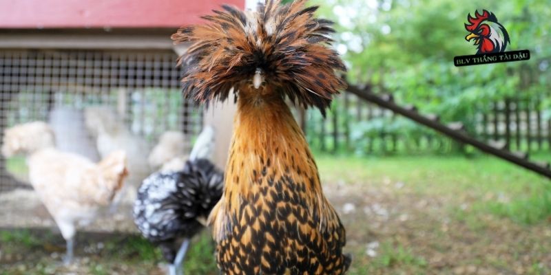 Gà Đá Thay Lông Bao Lâu? Thời Gian Và Lưu Ý Cần Biết Gà