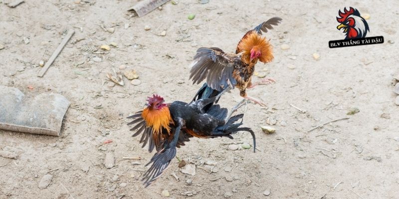 Giải mã hiện tượng chiến kê bất ngờ té gió