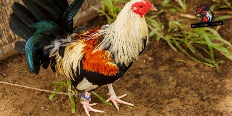 Gợi ý biện pháp phòng ngừa bệnh hen ở gà