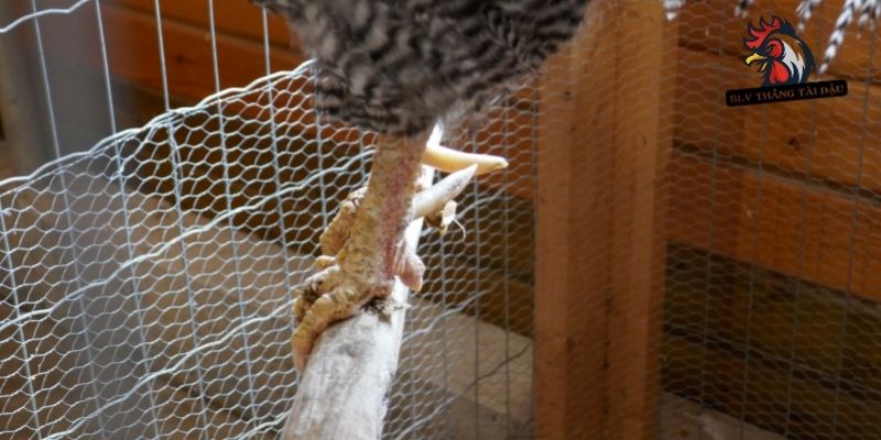 Hướng dẫn các loại dụng cụ mài cựa gà đá