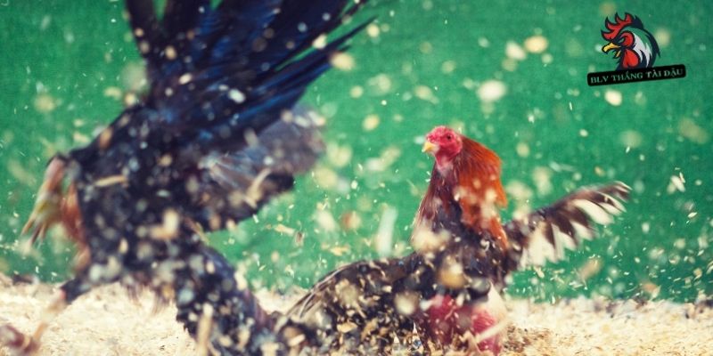 Hướng xoay trận tác động đá gà bị té gió