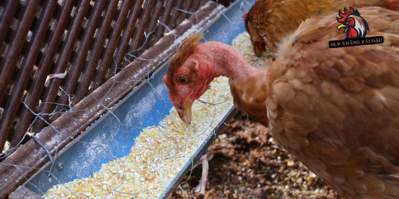 Không nên ép gà tập luyện trong thời kỳ thay lông